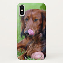 Insérez votre propre photo de votre teckel à