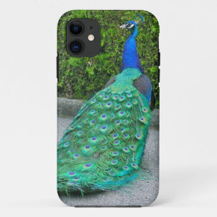 Coque iPhone 11 iPhone 5 Coque, "Proud Peacock"