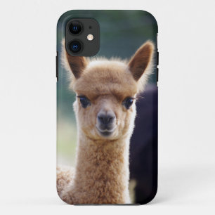 Coque iPhone 11 iPhone d'alpaga 5 cas