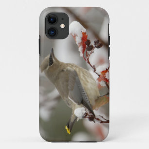 Coques Pour iPhone Jaseur d'Amérique adulte sur aubépine avec neige