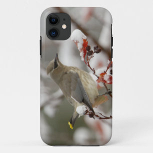 Coque Case-Mate Pour iPhone Jaseur d'Amérique adulte sur un aubépine avec de l