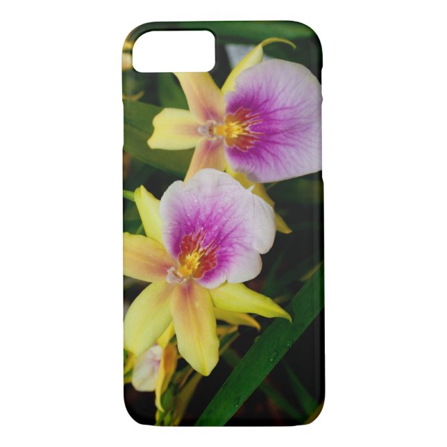 Coques Case-Mate iPhone Jaune rose violet Miltonia Sunset Orchidées (Dos)