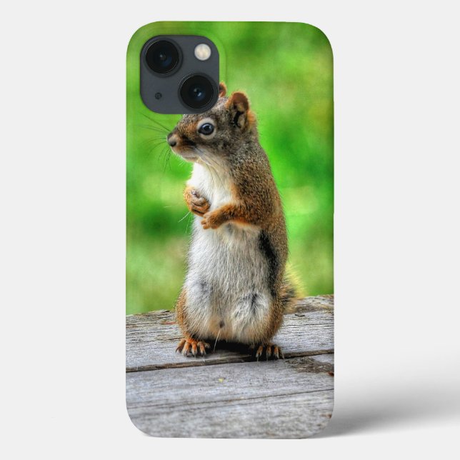Coques Case-Mate iPhone Jeune écureuil mâle debout Photo faunique (Verso)