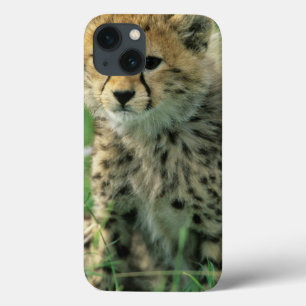 Case-Mate iPhone Case Jeune guépard flou