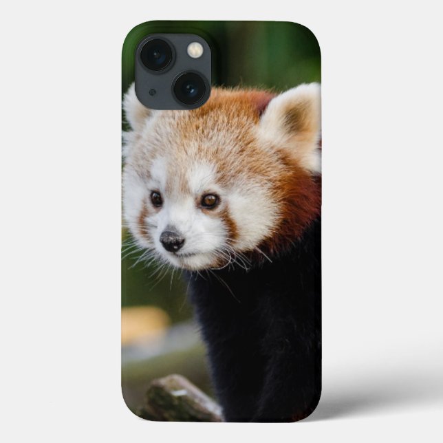 Coques Case-Mate iPhone Jeune Panda roux mignon (Verso)