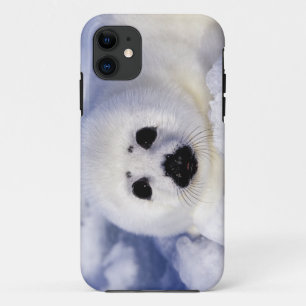 Coques Pour iPhone Jeune phoque à harpe sur glace dans le golfe du Sa
