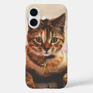 Coque Pour iPhone 16 Joli jeune chat tigré chaton animal de compagnie