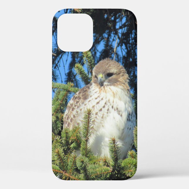 Coques Case-Mate iPhone Joli Red Tail Hawk Pine Tree Photo (Verso)