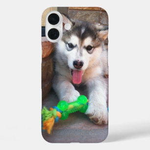 Coque Pour iPhone 16 Plus Jote Alaskan Malamute Puppy Photo