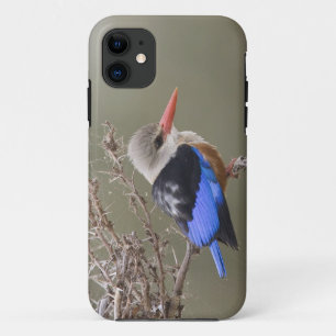 Etui iPhone Case-Mate Kenya. Gros plan du martin pêcheur à tête grise