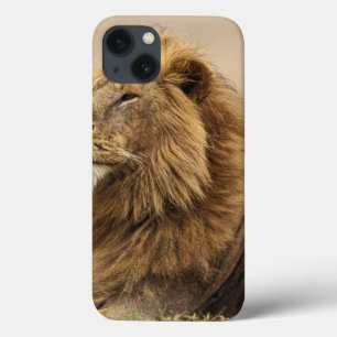 iPhone 13 Case Kenya, Masai Mara Lion mâle