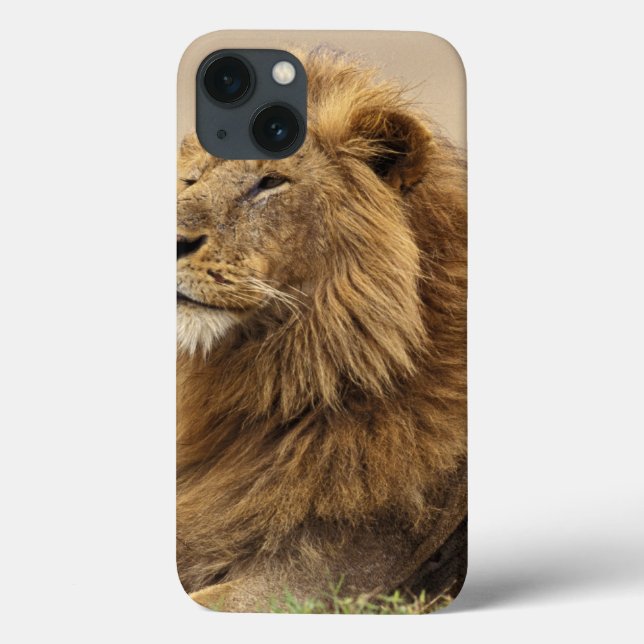 Coques Case-Mate iPhone Kenya, Masai Mara | Lion mâle (Verso)