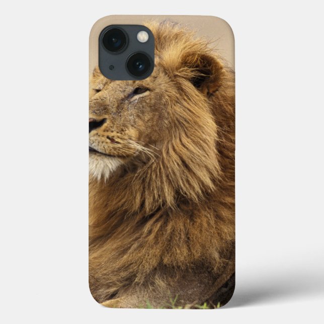 Coques Case-Mate iPhone Kenya, Masai Mara | Lion mâle (Verso)