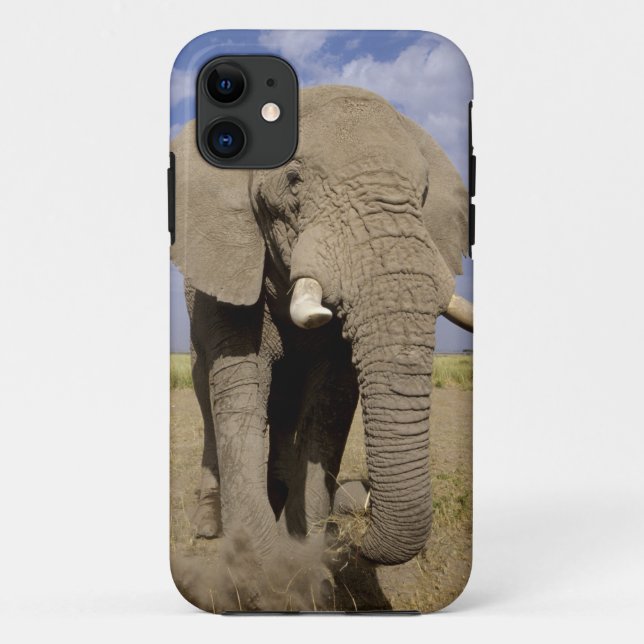 Coques Case-Mate iPhone Kenya : Parc national d'Amboseli, éléphant mâle (Dos)