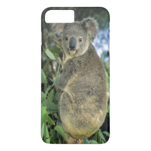 Coques Pour iPhone Koala, Phascolarctos cinereus), en voie de dispari