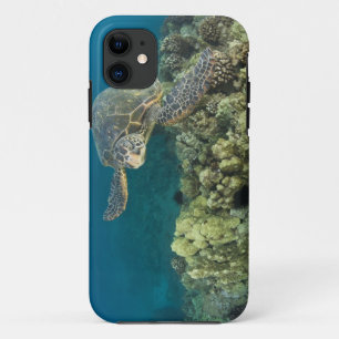 Coque iPhone 11 La tortue verte, (Chelonia mydas), est la 2