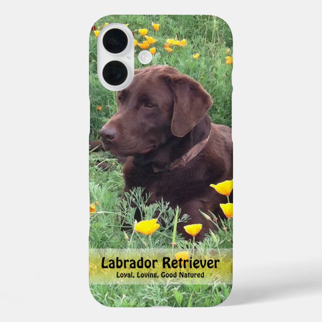 Coques Case-Mate iPhone Labrador chocolat dans un champ de Pavots de Calif (Verso)