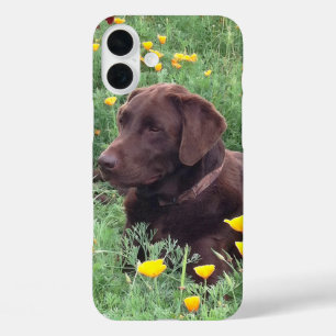 Coque Pour iPhone 16 Plus Labrador Retriever In Nature - photo de fond