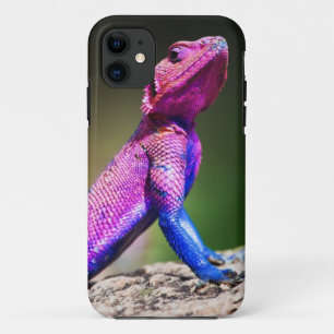 Coques Pour iPhone L'agame à tête plate de Mwanza sur la roche