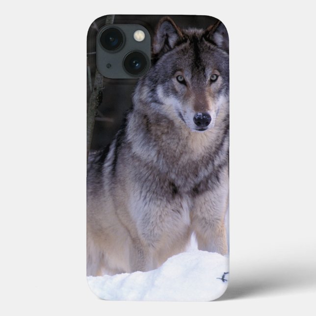 Coques Case-Mate iPhone L'Amérique du Nord, Canada, Canada oriental, loup (Verso)