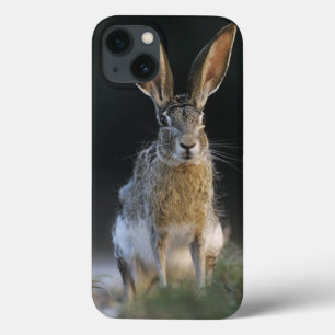 Case-Mate iPhone Case Lapin à queue noire, Lepus californicus, 2