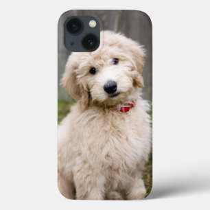 Case-Mate iPhone Case Le Chiot De Goldendoodle S'Assis Dans L'Herbe