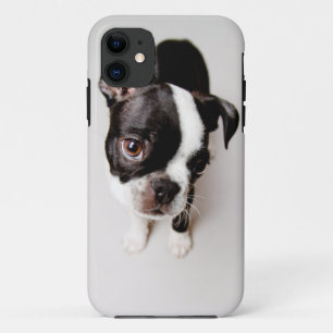 Coques Pour iPhone Le chiot d'Edison Boston Terrier.