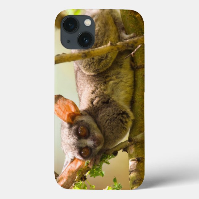 Coques Case-Mate iPhone Le galago du Sénégal (Galago Senegalensis) (Verso)