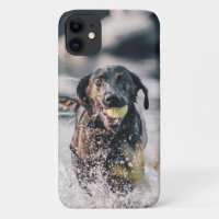 Le Labrador Noir Joue Dans L'Eau