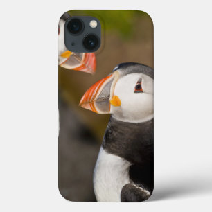 Etui iPhone Case-Mate Le macareux atlantique, un oiseau marin pélagique,