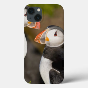 iPhone 13 Coque Le macareux atlantique, un oiseau marin pélagique,