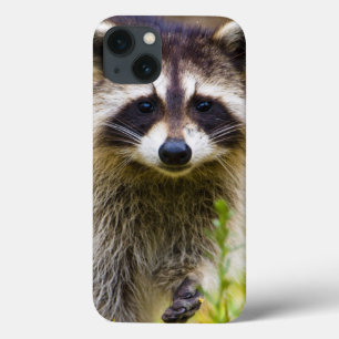 Coques Pour iPhone Le raton laveur, Procyon lotor