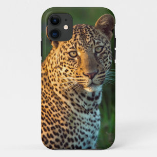 Coque Case-Mate iPhone Léopard mâle (Panthera Pardus) Jeune adulte