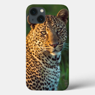 Coque Case-Mate iPhone Léopard mâle (Panthera Pardus) Jeune adulte