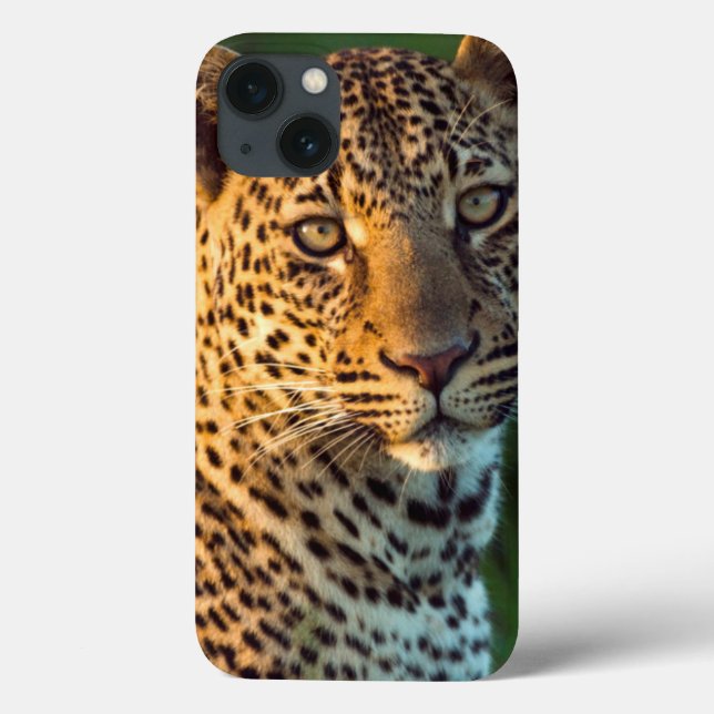 Coques Case-Mate iPhone Léopard mâle (Panthera Pardus) Jeune adulte (Verso)