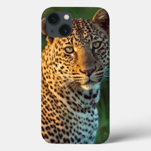 Coque Case-Mate iPhone Léopard mâle (Panthera Pardus) Jeune adulte