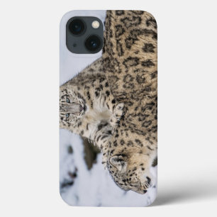 Etui iPhone 13 Léopards de neige :