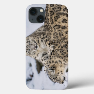 Etui iPhone 13 Léopards des neiges :