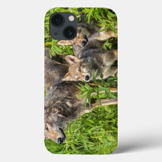 Coques Case-Mate iPhone Les Etats-Unis, Minnesota, grès, faune 12 du (Verso)
