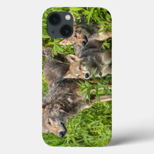 Coques Pour iPhone Les Etats-Unis, Minnesota, grès, faune 12 du
