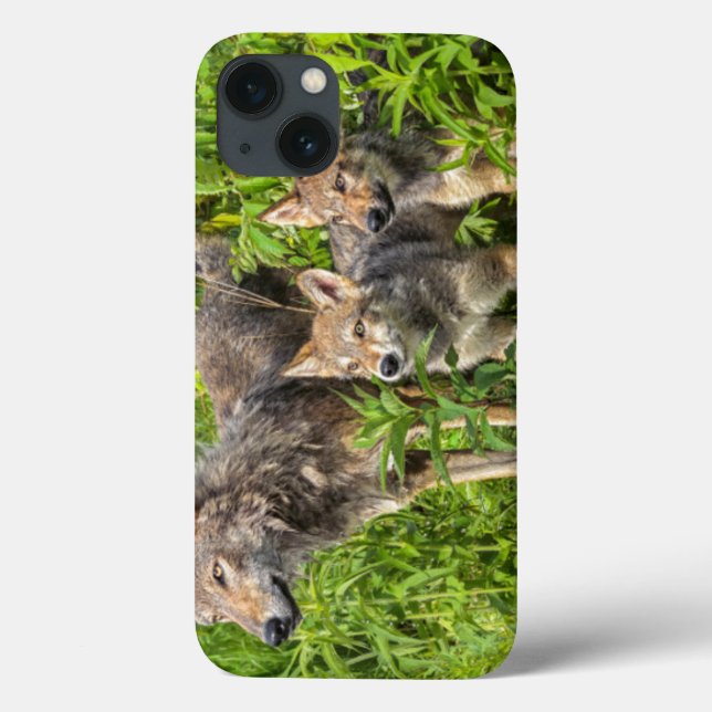 Coques Case-Mate iPhone Les Etats-Unis, Minnesota, grès, faune 12 du (Verso)