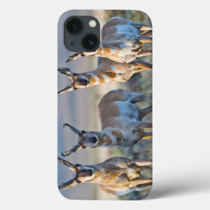 Case-Mate iPhone Case Les Etats-Unis, Wyoming, quatre mâles d'antilope