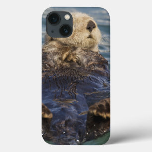 Etui iPhone 13 Les loutres de mer jouent sur les icebergs à Surpr