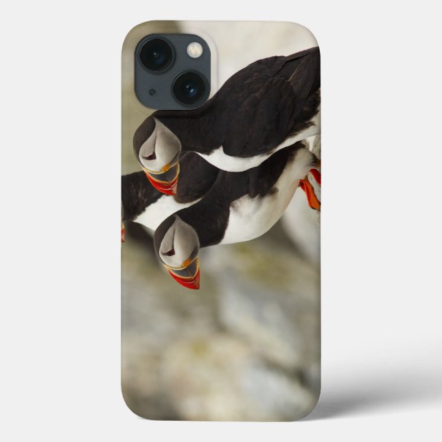 Coques Case-Mate iPhone Les macareux atlantiques sur Machias scellent (Verso)