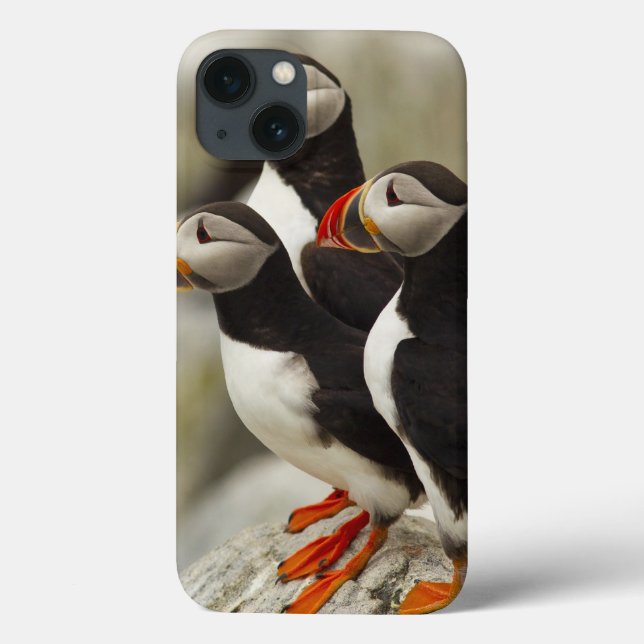 Coques Case-Mate iPhone Les macareux atlantiques sur Machias scellent (Verso)
