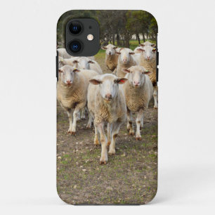 Coque Case-Mate iPhone Les Moutons Viennent Marcher À Hurrah,
