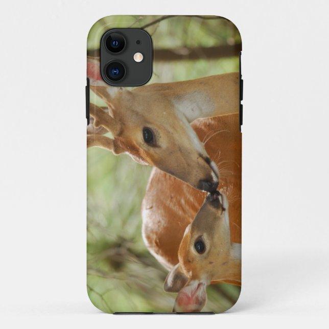 Coques Case-Mate iPhone Liaison de mâle et de faon de Whitetail (Dos)
