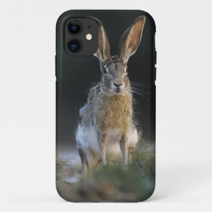 Coque iPhone 11 Lièvre à queue noire, Lepus californicus, 2