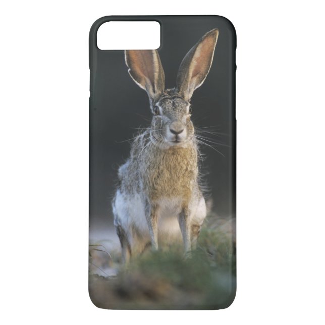Coques Case-Mate iPhone Lièvre à queue noire, Lepus californicus, 2 (Dos)