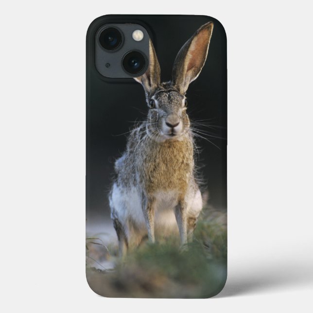 Coques Case-Mate iPhone Lièvre à queue noire, Lepus californicus, 2 (Verso)
